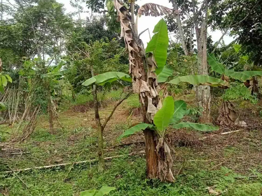 Tanah Luas 1542m di Cianjur Puncak