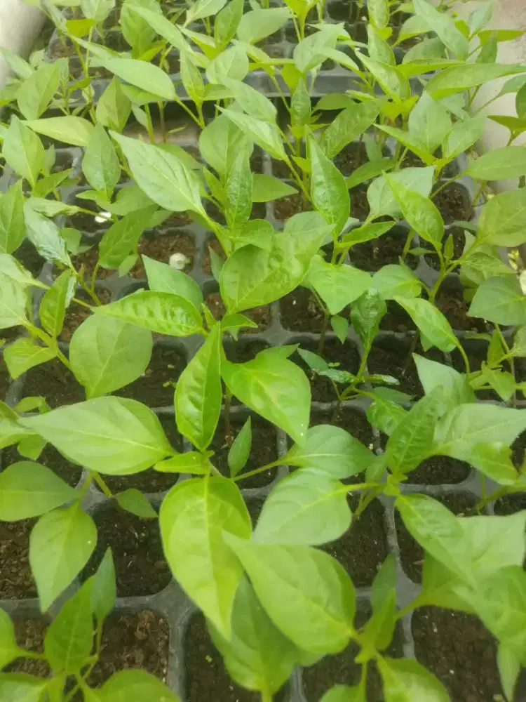 bibit cabai rawit hijau