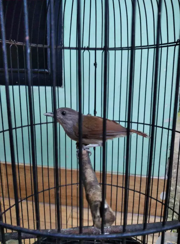 Burung Flamboyan Jantan dewasa gacor