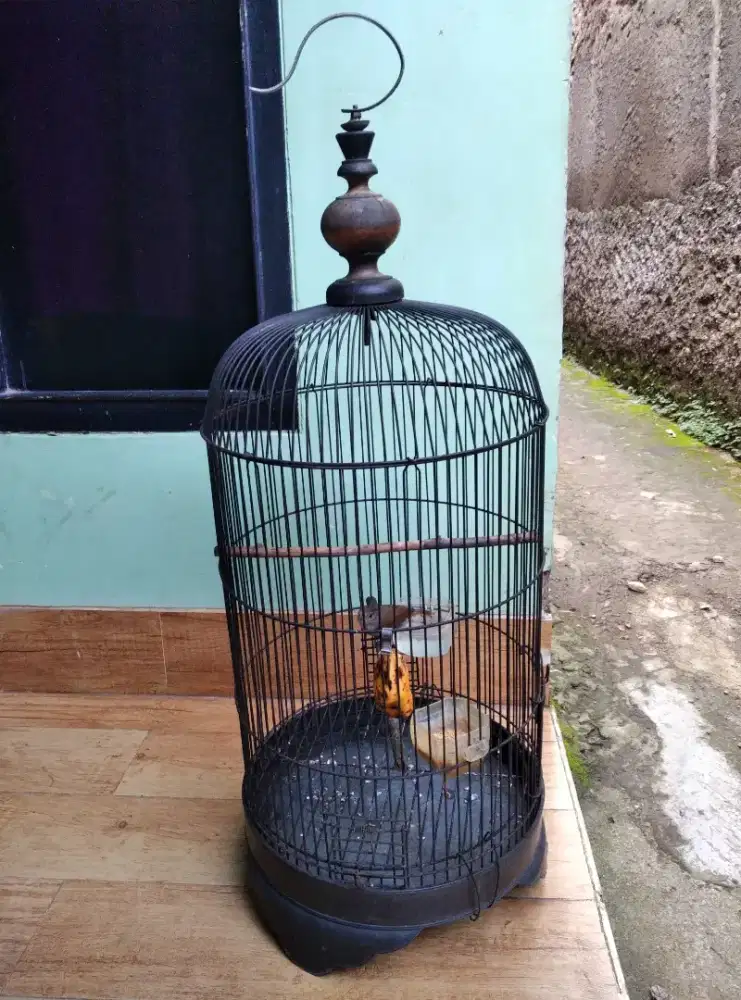 Burung Flamboyan gacor sama kandang