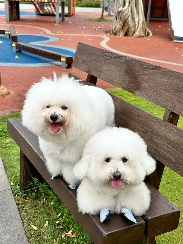 Dicari Pet Taker KENNEL BOY  ( Pengurus Binatang dirumah ) di PIK