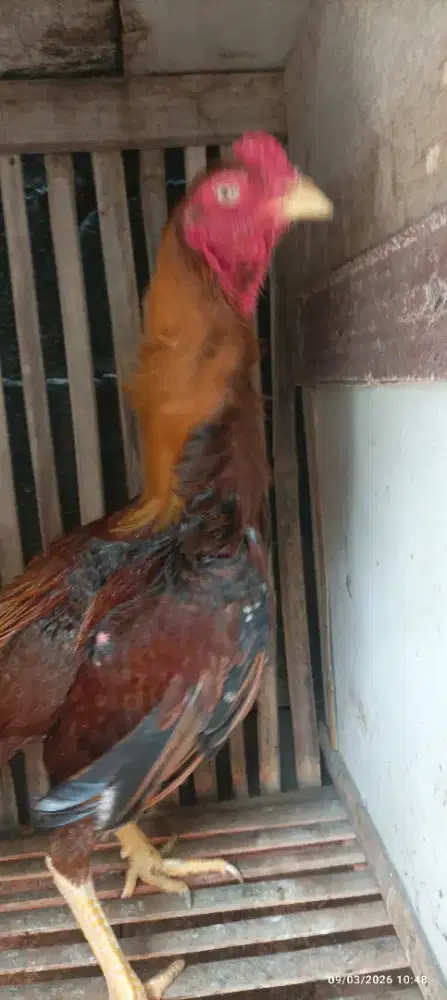 Ayam bangkok jenis
