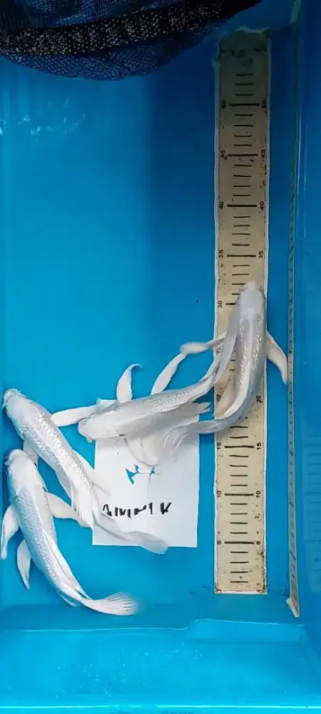 Kumpay Slayer Platinum Kabuto