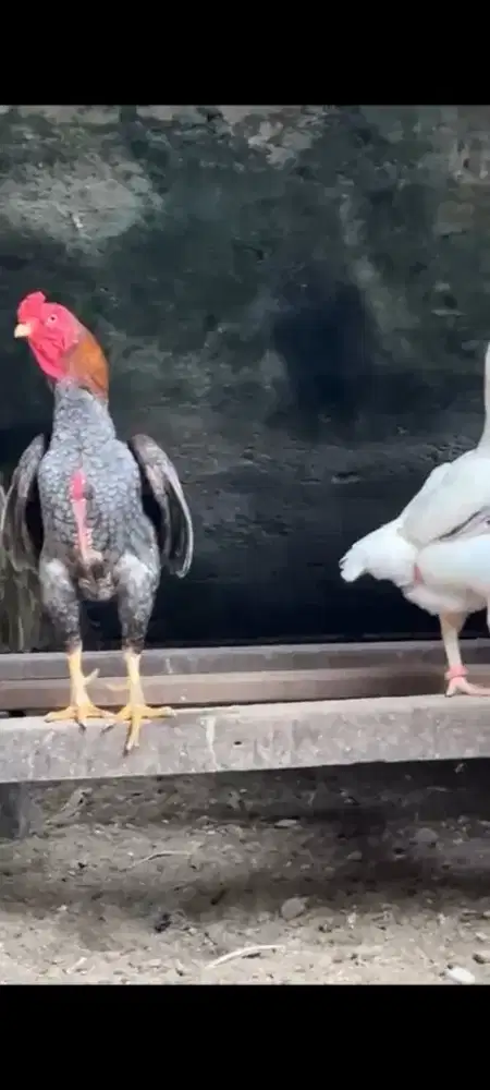 Ayam mini ko shamo