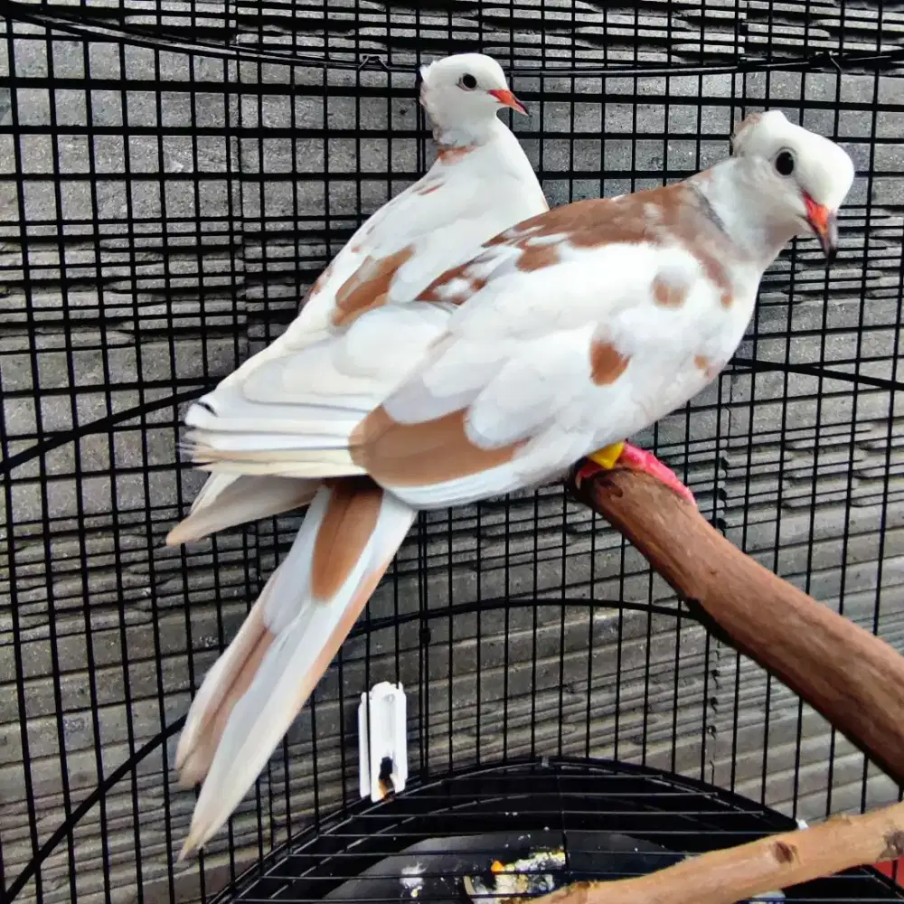 Sepasang Puter Blorok Jambul