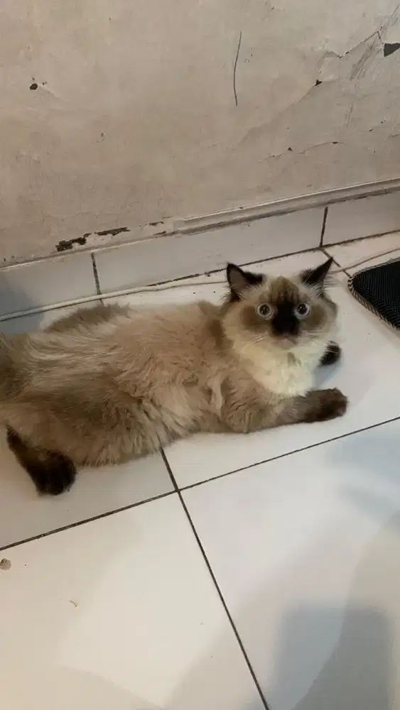 Kucing Himalaya Jantan 10 Bulan
