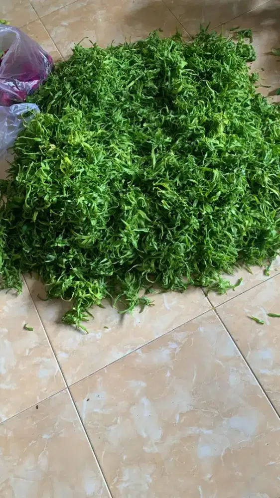 Sekar arum mawar+ kenanga