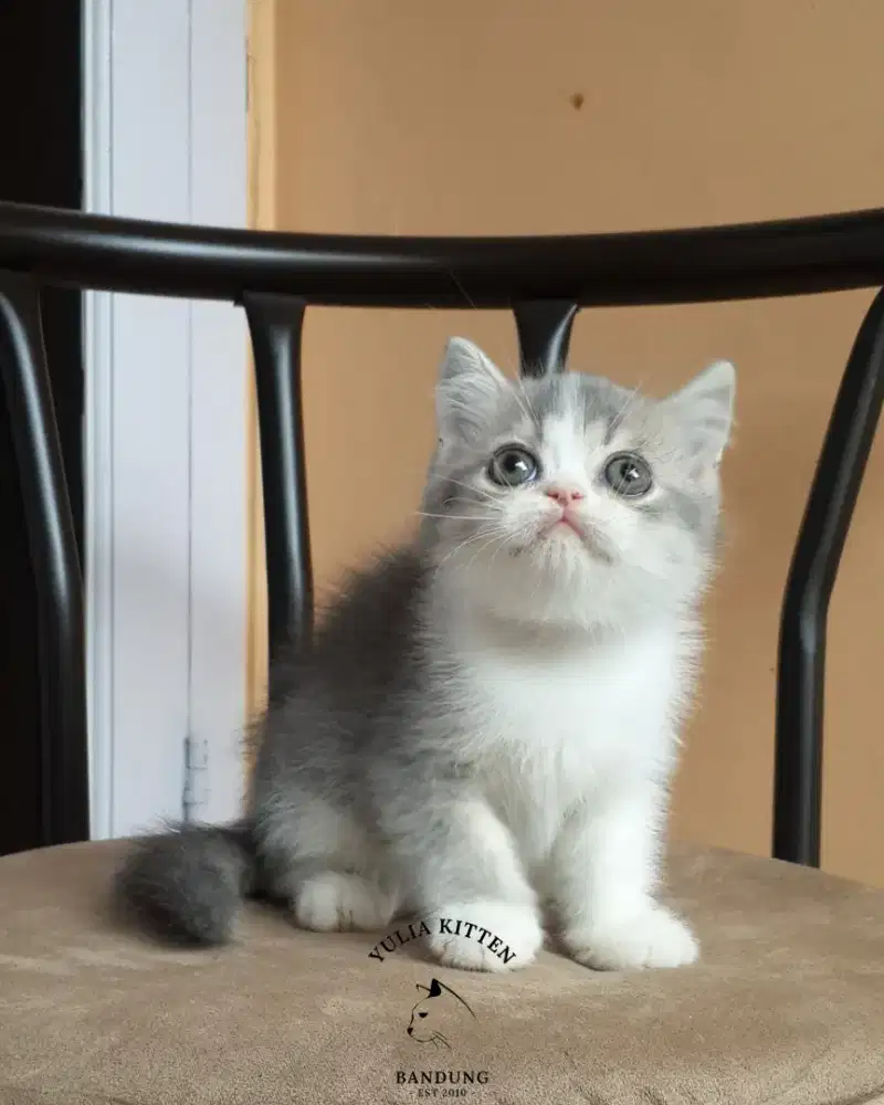 Kitten BSH Mix Exotic Shorthair Jantan