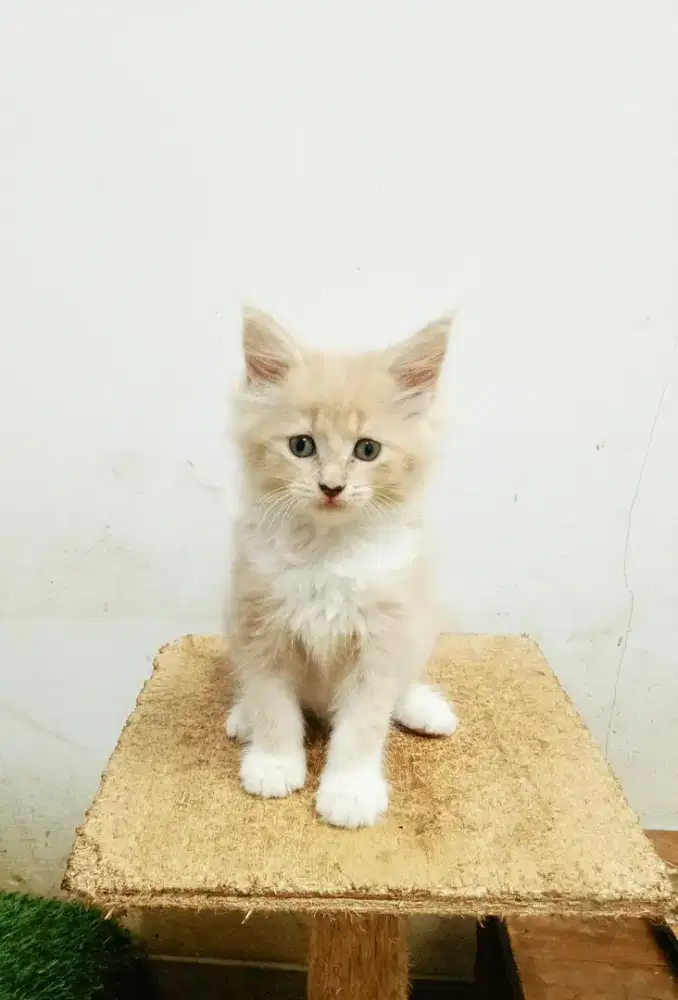 Kitten mainecoon betina pure no mix. Induk ped cfa maine Coon