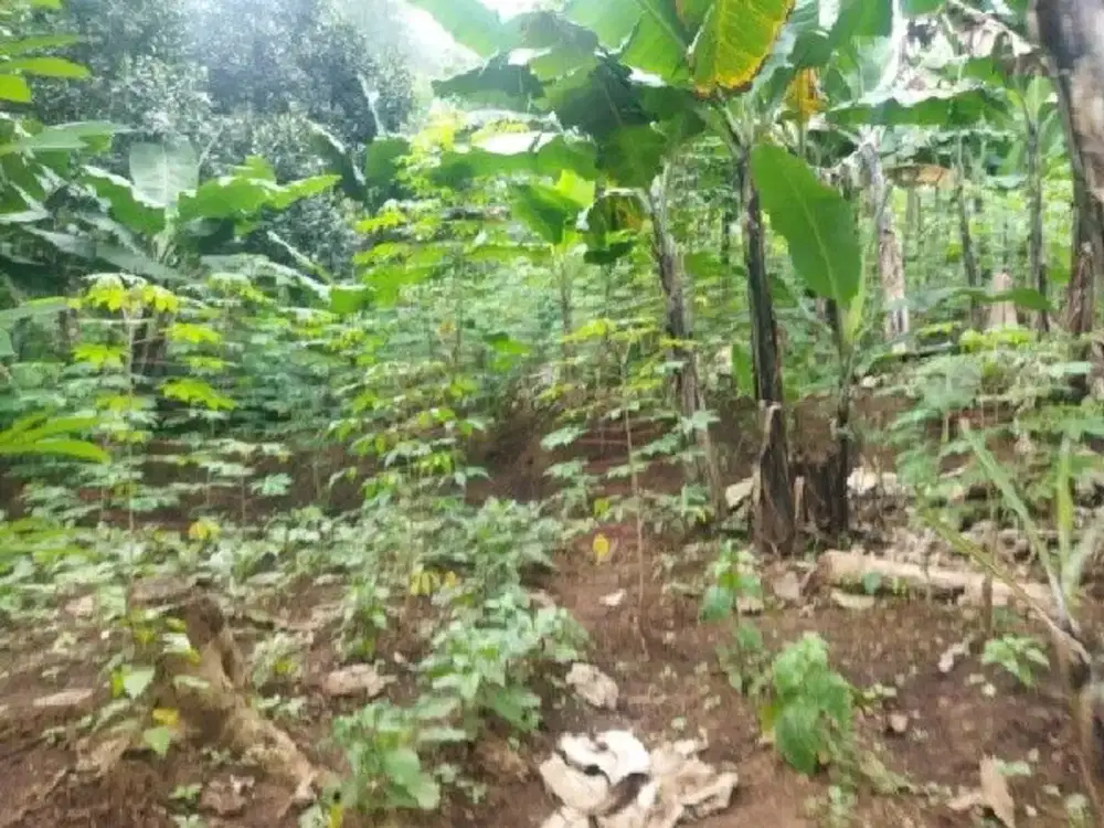 Tanah 3870 m2 di sayap Ciraden Cipatik Soreang Kutawaringin Ref.05290