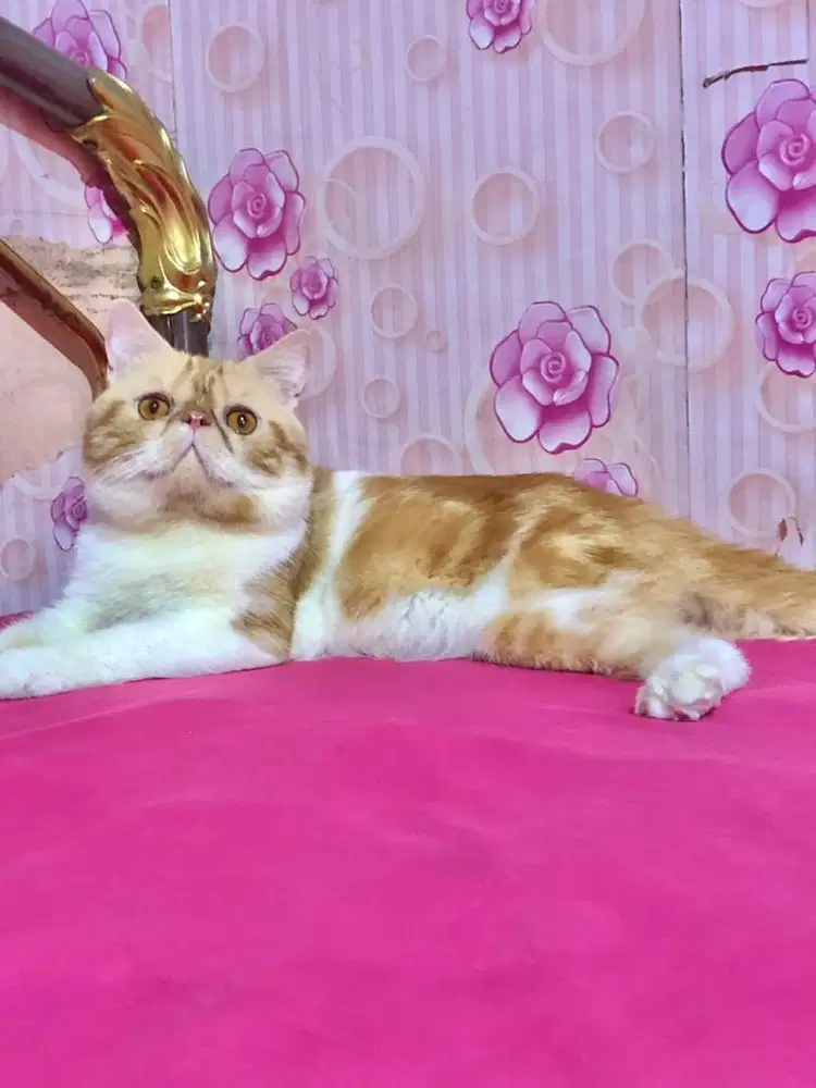 Kucing Peaknose Jantan Exotic Short Hair