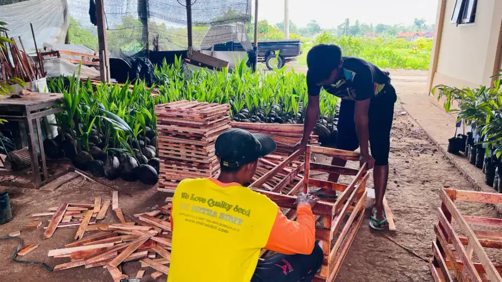 Bibit durian duri hitm planterbag tinggi 2m..