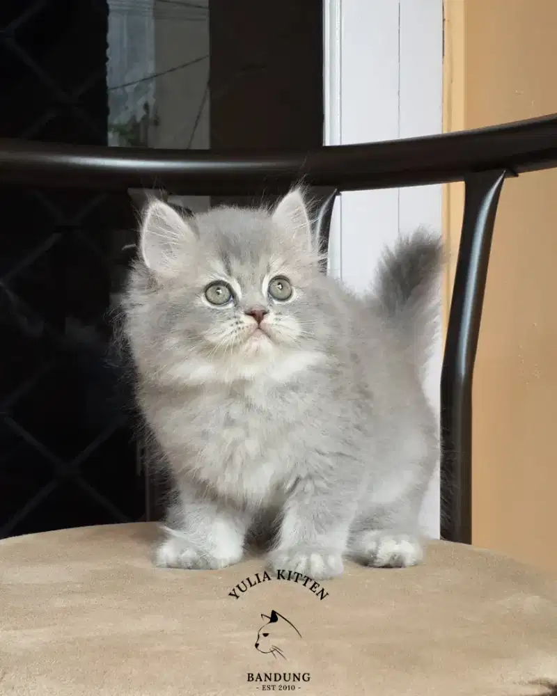 Kitten BSH Mix Persia Longhair Jantan
