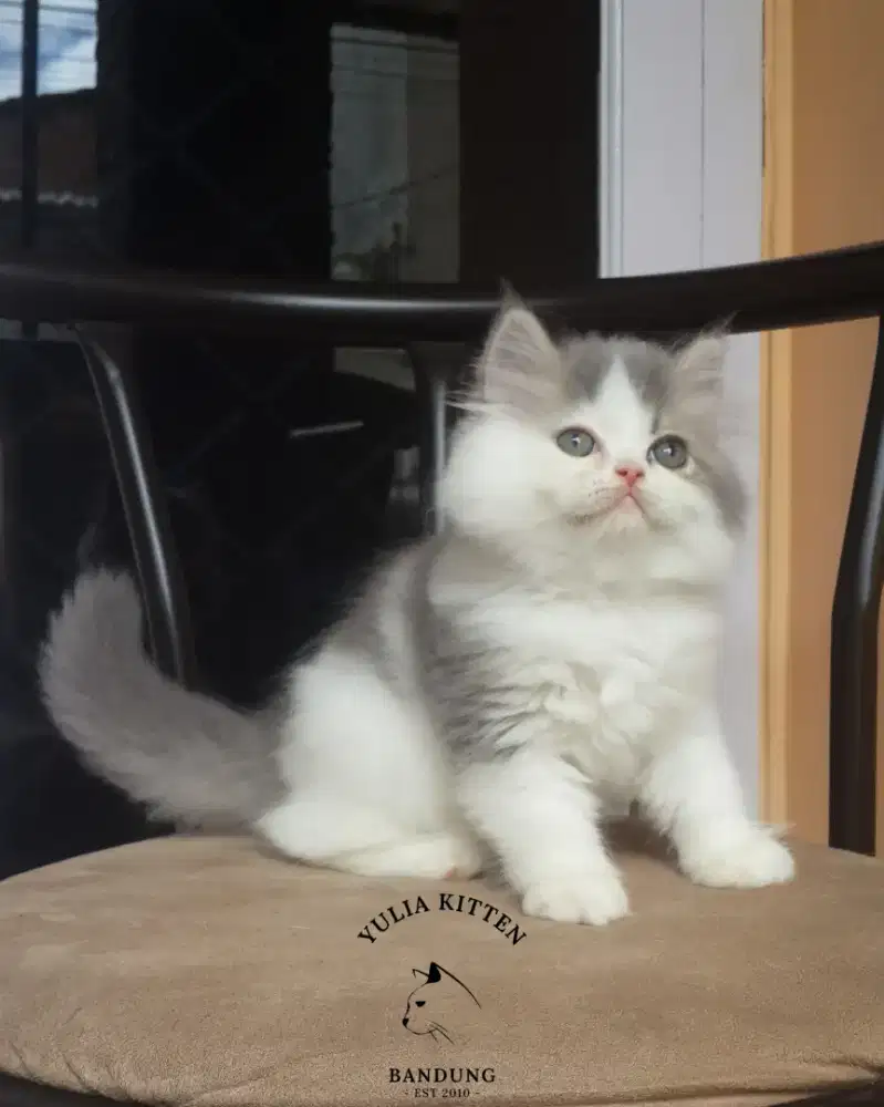 Kitten BSH Mix Persia Longhair Jantan