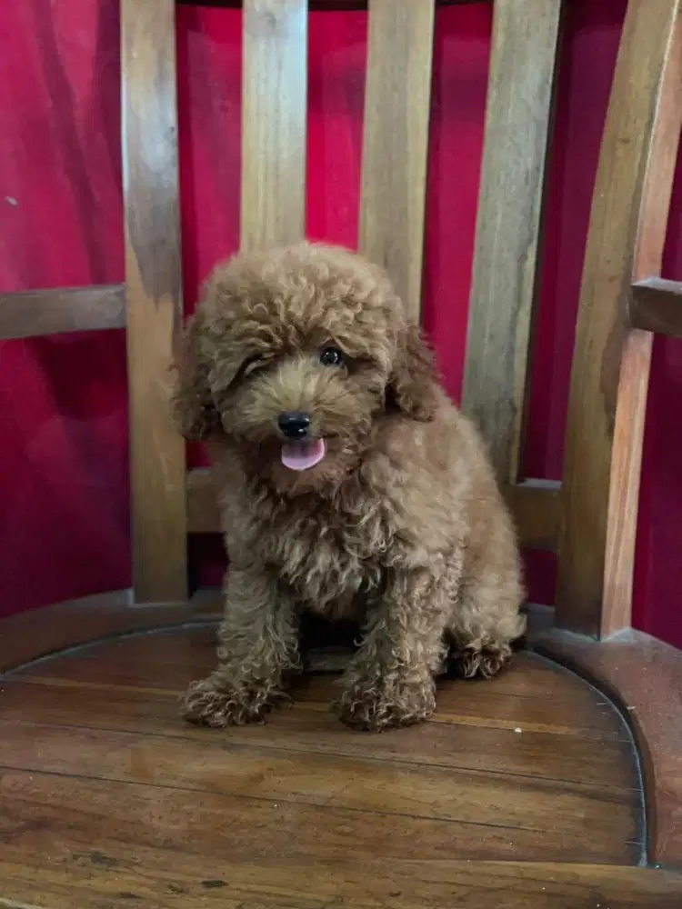 Toy Poodle Jantan