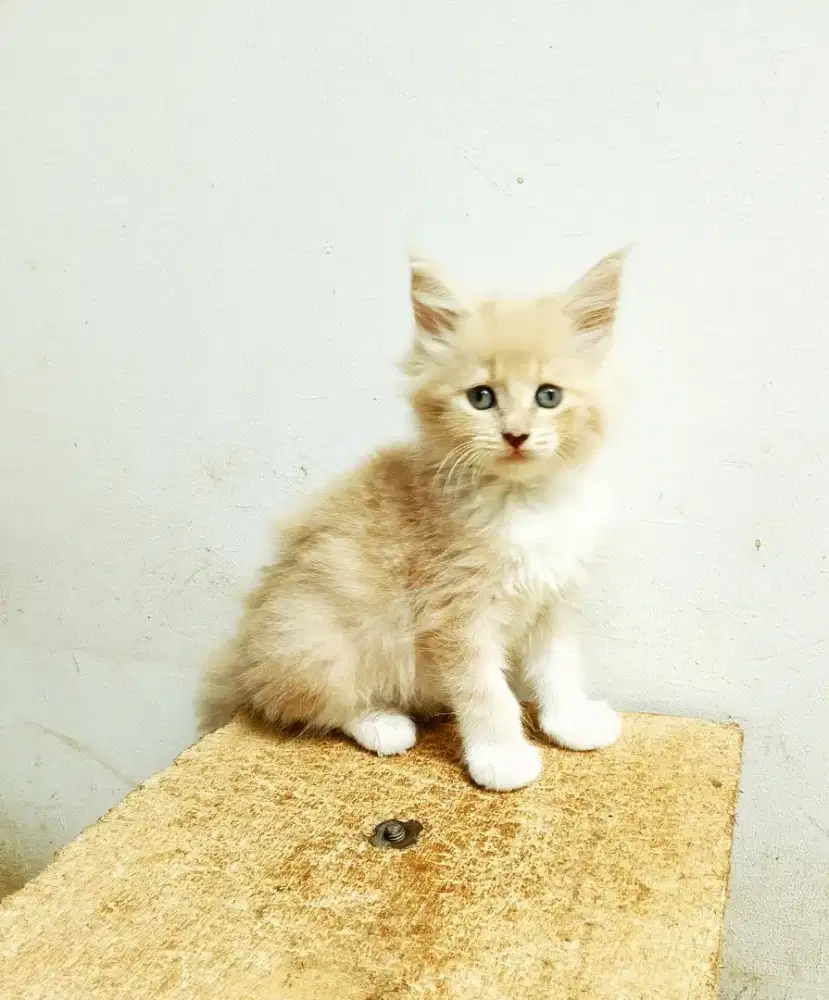 Kitten mainecoon betina pure no mix. Induk ped cfa Maine Coon