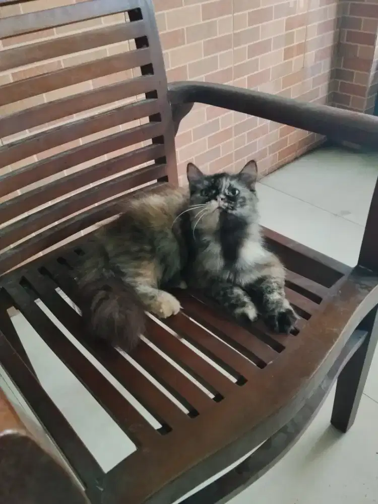 Kucing Persia Betina