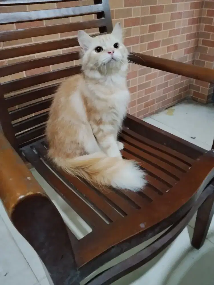 Kucing Persia Jantan LH