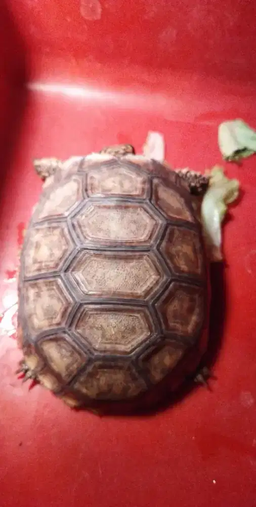 Kura Darat Sulcata Yellow foot