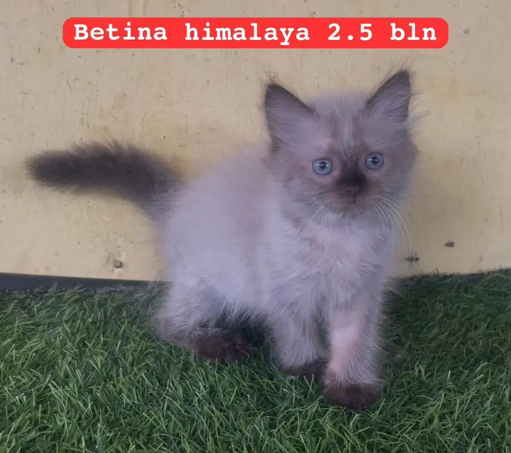 Kucing kitten ras persia himalaya mata biru