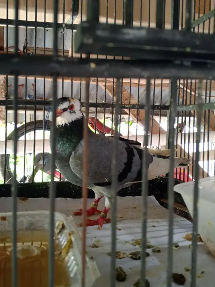 jual Bu burung dara cewe