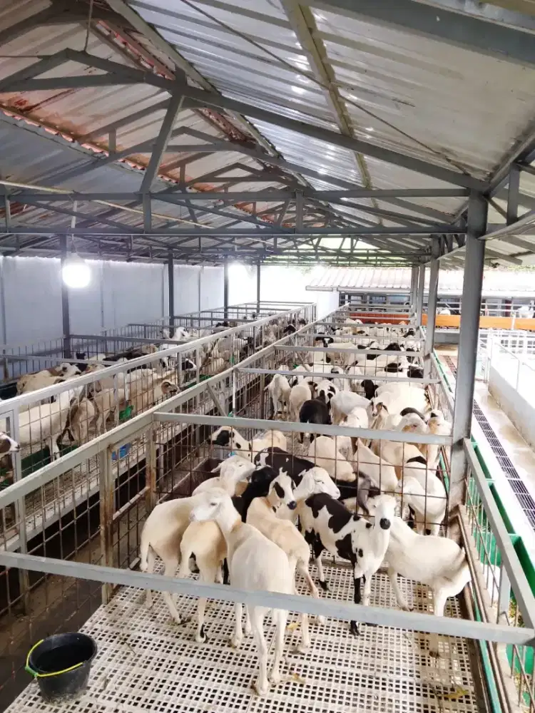 Kambing/ Domba  hidup utk persiapan idul fitri* ,