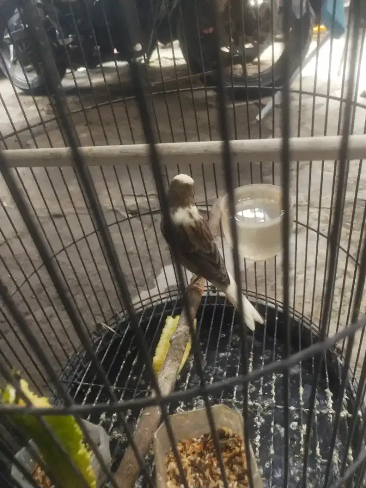 Burung kenari f1 3blnan panda