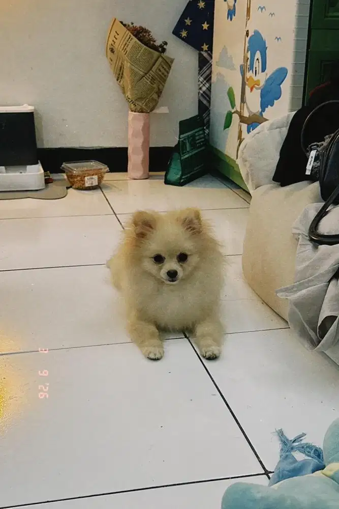 anjing mini pom betina 6 bulan, bandung