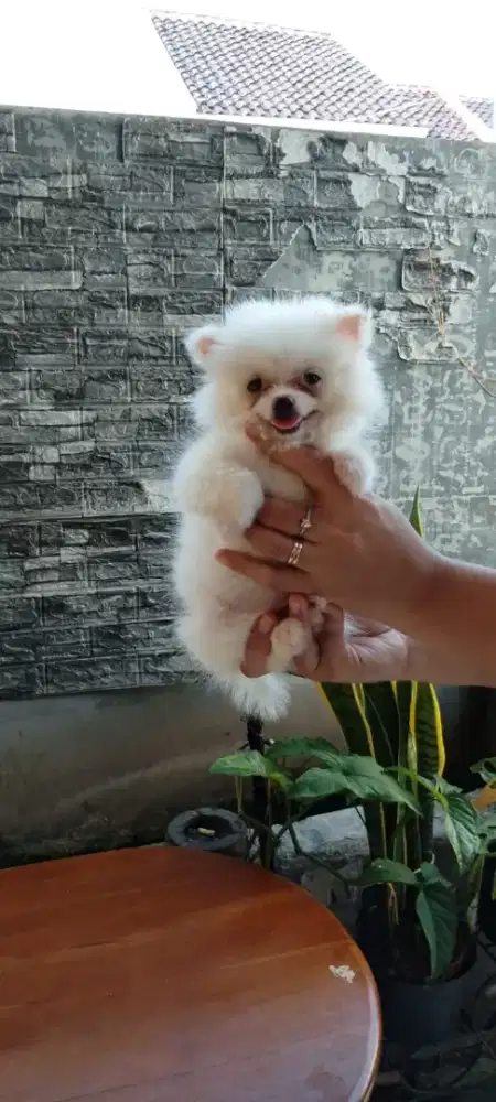 Jual minipom lucu murah