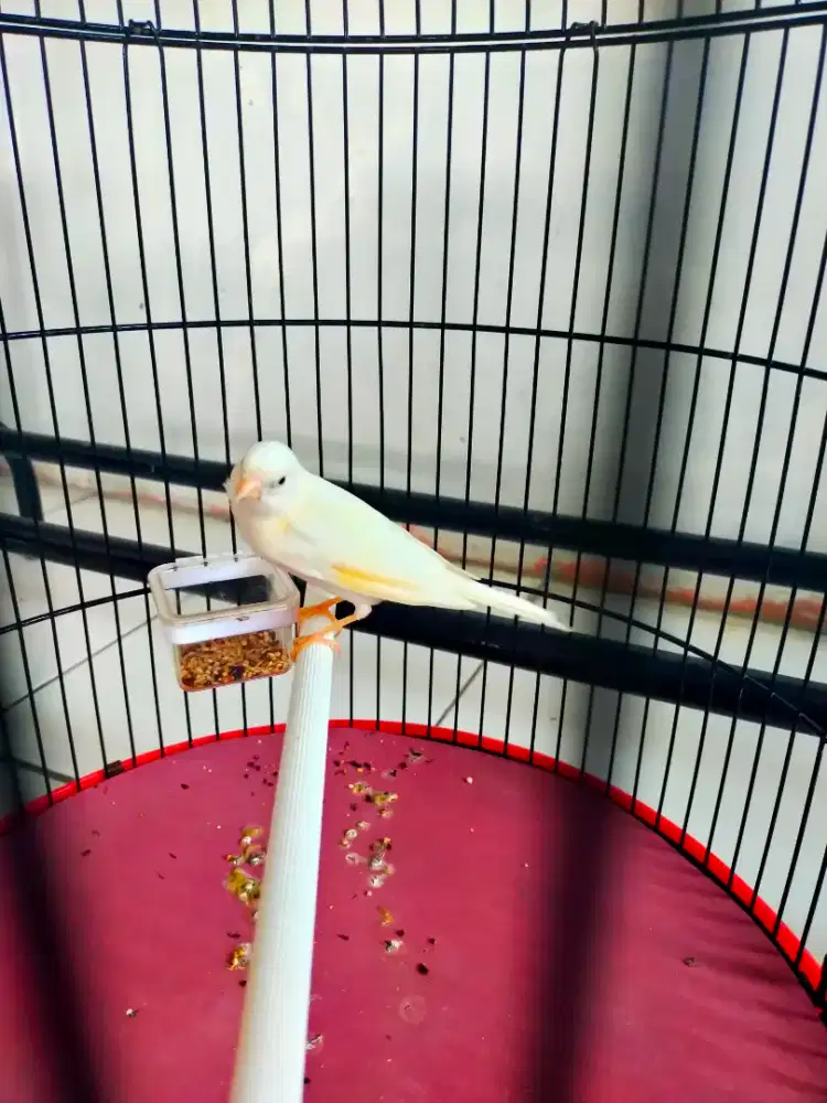Burung Kenari Putih Slip Kuning