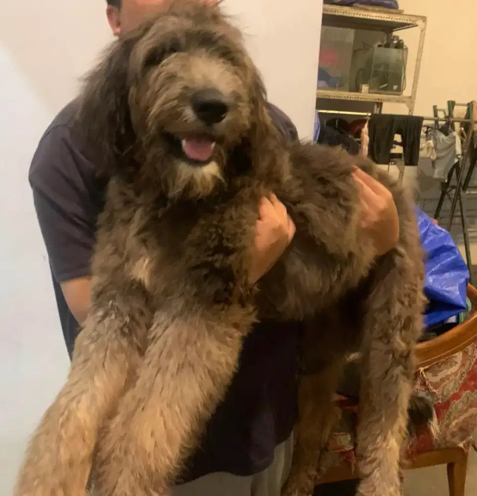 ANJING GIANT POODLE MIX ALASKAN MALAMUTE