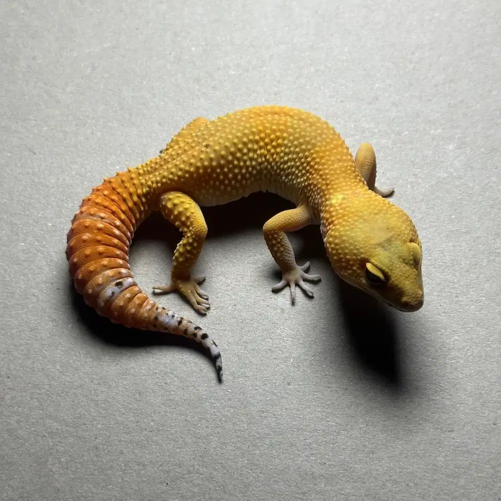 GECKO SHTCTB PH TREMPER BETINA