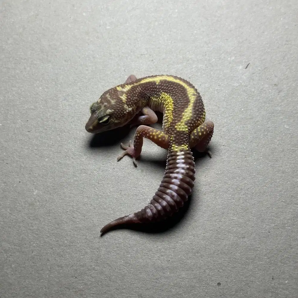 GECKO TREMPER BOLD STRIPE BETINA