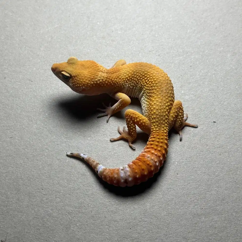 GECKO SHTCTB JANTAN