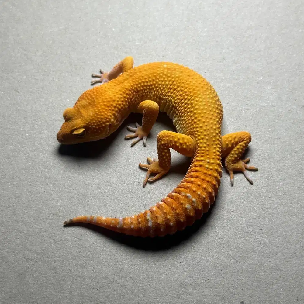 Gecko SUNGLOW JANTAN