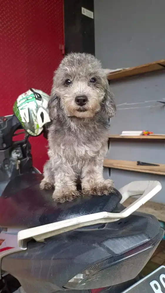 Silver Tiny Poodle