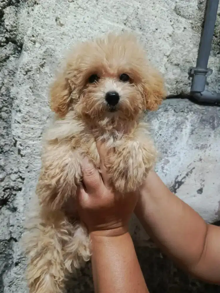 Jual Anak Anjing Poodle Bichon Puppies