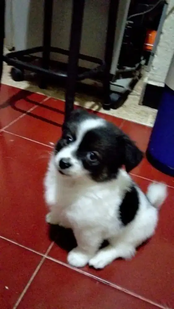 Anak Anjing Peliharaan