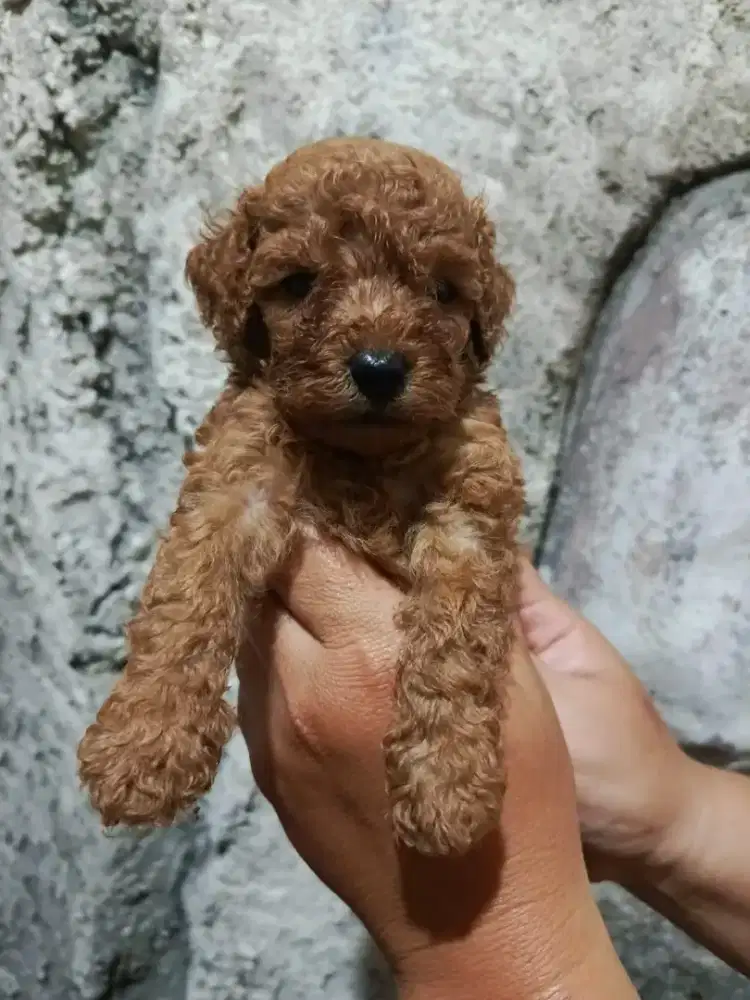 Jual Anak Anjing Poodle Jantan Pupies