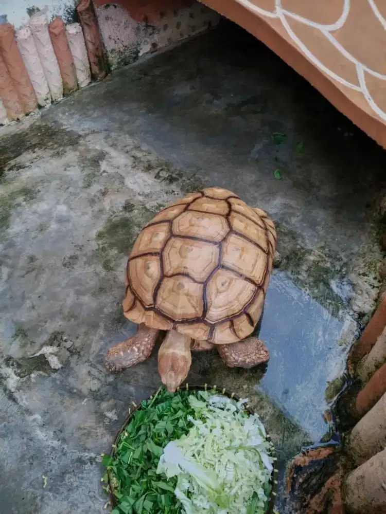 Sulcata jantan dewasa