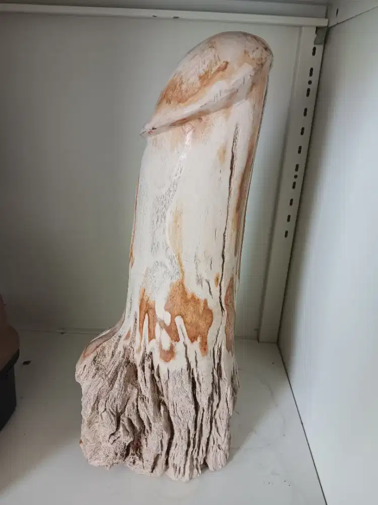 Kayu Fossil (Membatu) Asli Berbentuk Kemaluan Pria Tinggi ~35cm