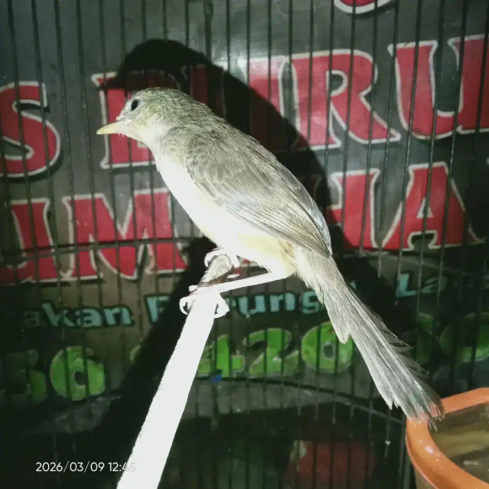 Cigun jantan mandiri