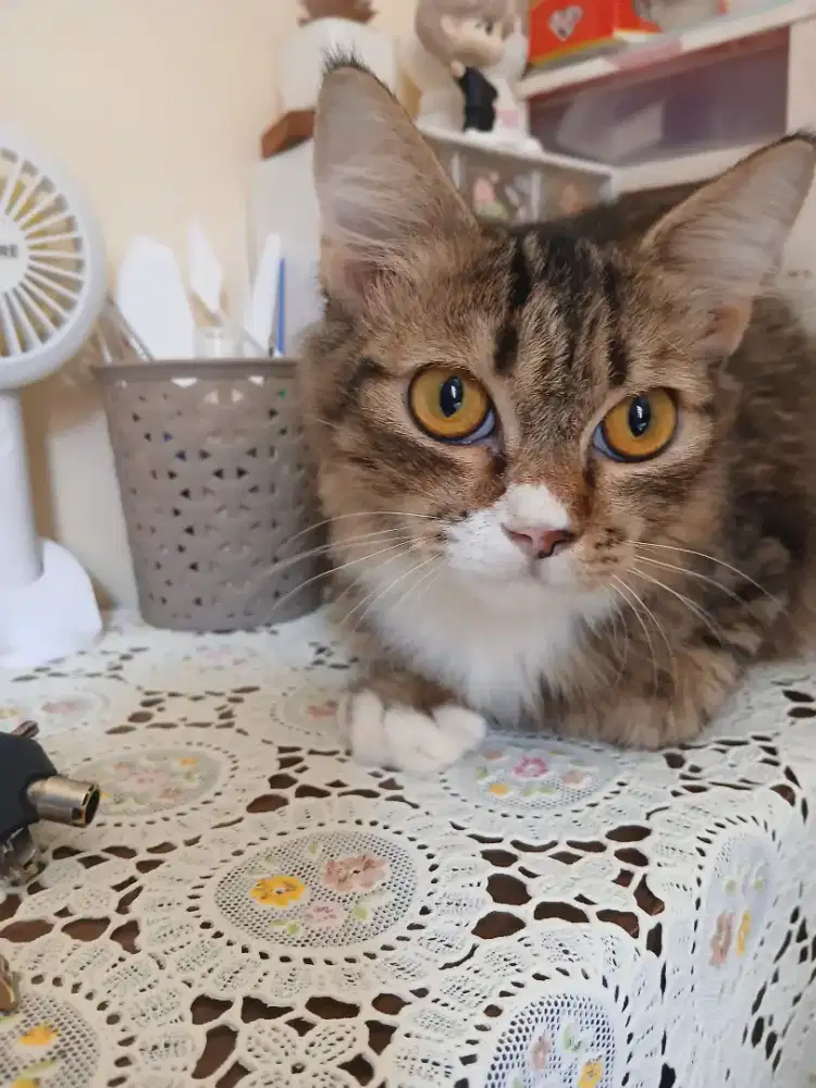 Kucing maincoon x persia