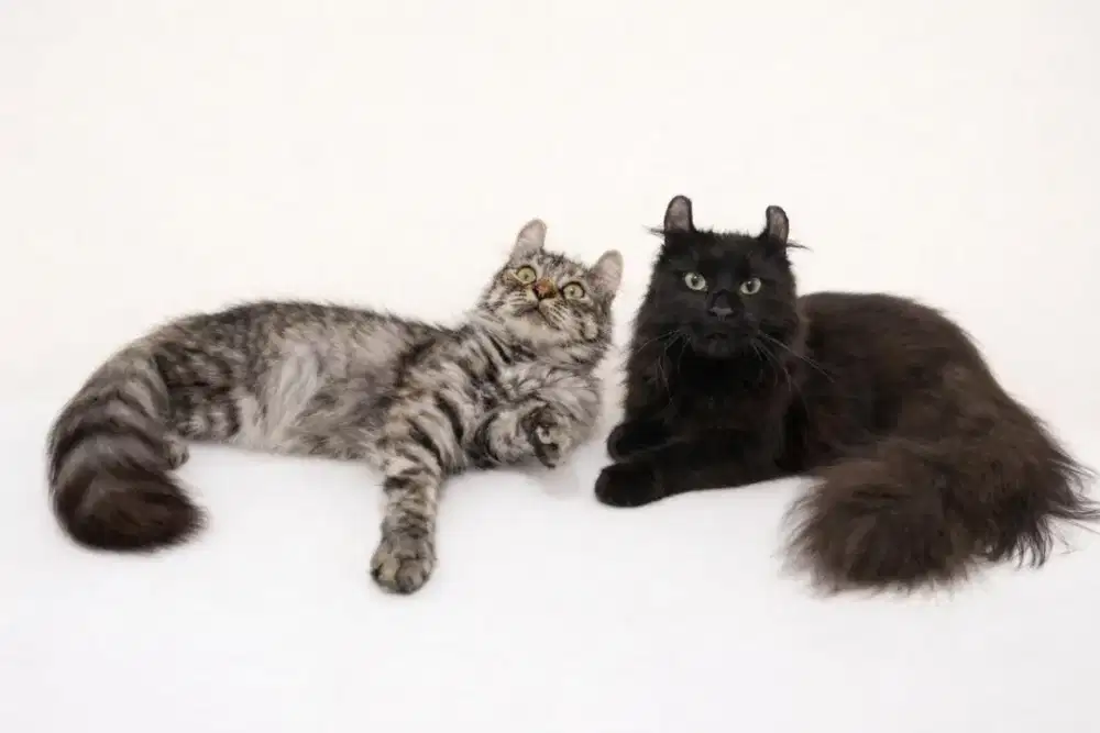 Kucing american curl / kitten acl / American curl / curl