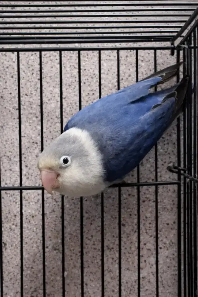 Burung Lovebird 2 Ekor