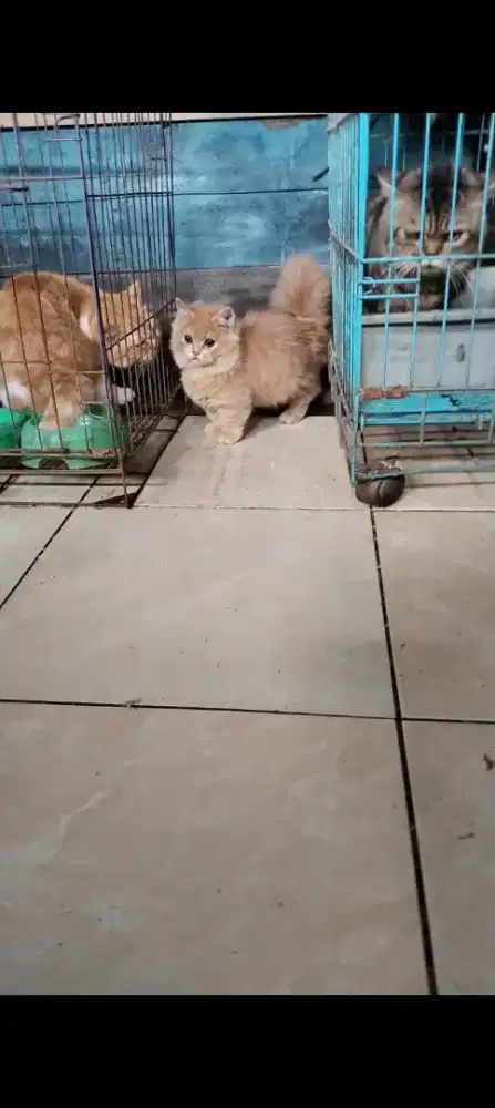 Kitten munckin jantan