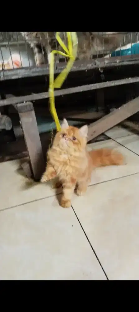 Kitten munckin NS jantan