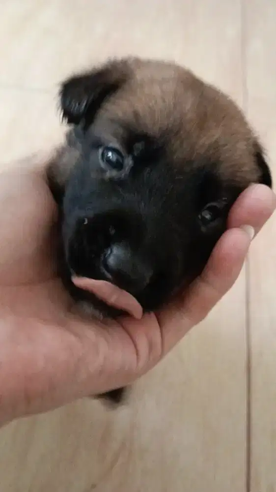 ANAKAN ANJING BELGIAN MALINOIS
