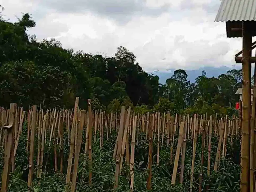 Kebun Cabe Akses Mobil Poncokusumo Malang