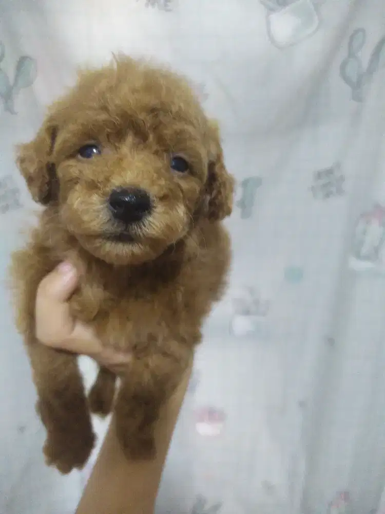 Poodle jantan 1,5 bl